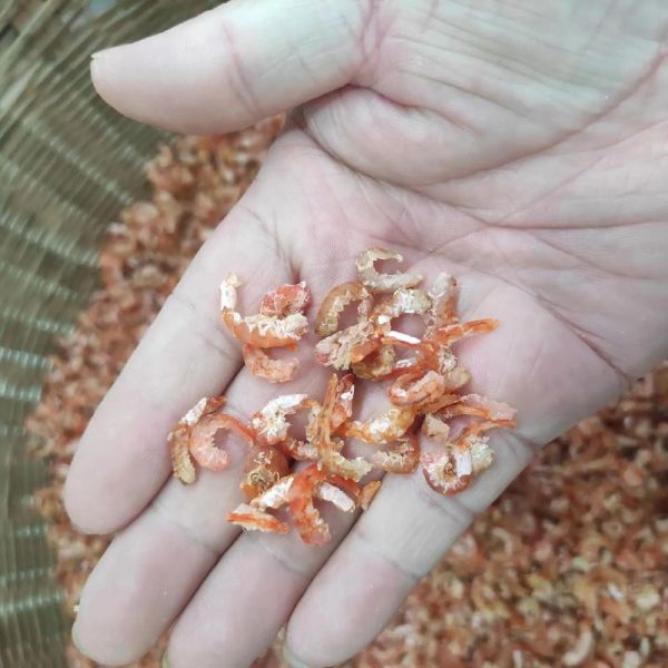 虾米图片大全哪里找_如何免费下载高清图