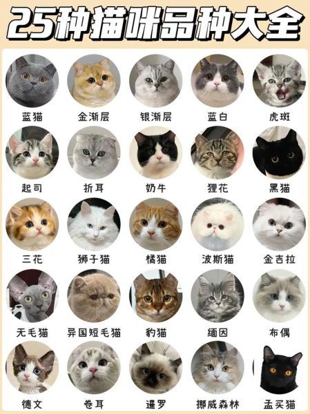 猫咪品种图片大全_如何快速识别常见猫