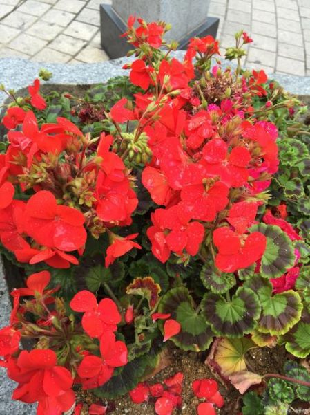 四季花图片大全_春季有哪些花