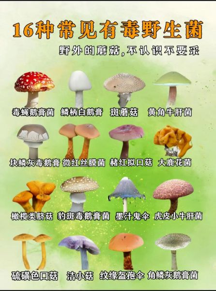 小蘑菇图片大全_如何识别毒蘑菇