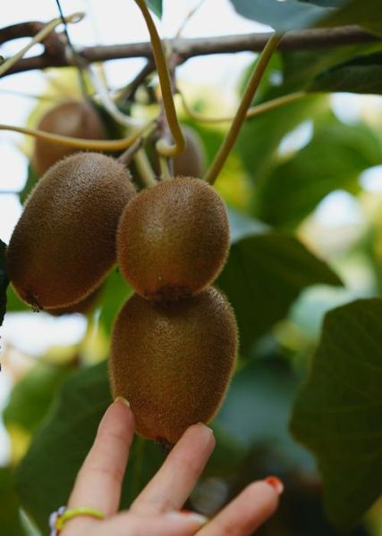 猕猴桃图片大全大图_如何挑选优质猕猴桃