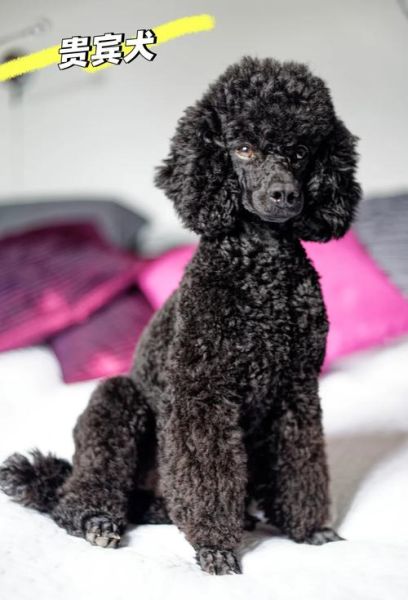 小型狗狗品种大全及图片_适合家养不掉毛的小型犬有哪些