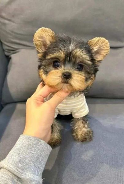 小型狗狗品种大全及图片_适合家养不掉毛的小型犬有哪些