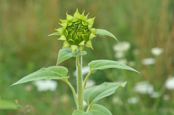 含苞待放迅雷下载_含苞待放迅雷下载安全吗