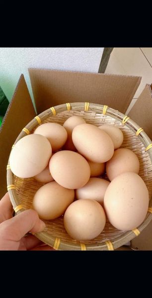 鸡蛋图片大全大图_鸡蛋高清图哪里找