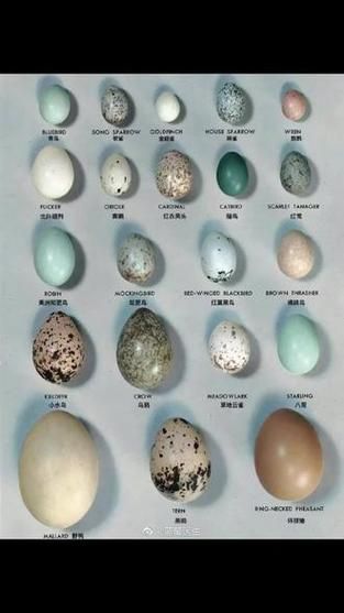 鸟蛋图片大全_如何识别常见鸟蛋