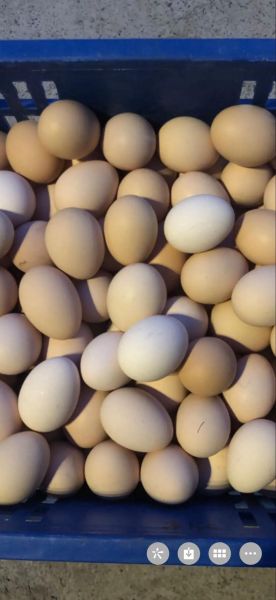 鸡蛋图片大全大图_鸡蛋高清图哪里找