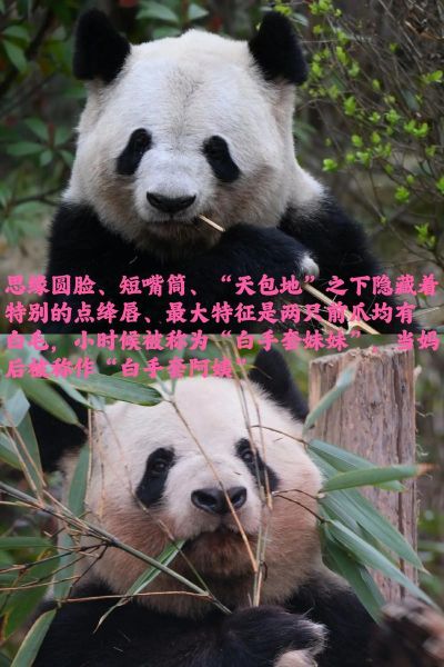 梦到熊猫是什么意思_熊猫梦境解析