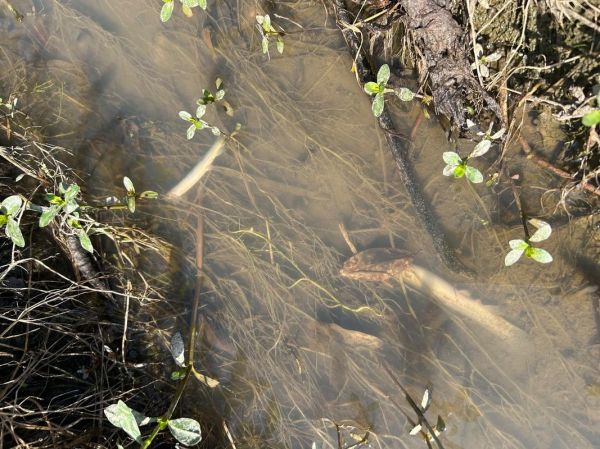 梦到好多泥鳅是什么意思_泥鳅梦境解析