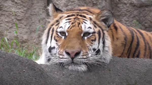 老虎头图片大全_高清壁纸怎么找