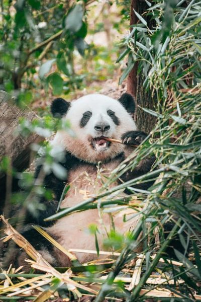 梦到熊猫是什么意思_熊猫梦境解析