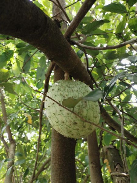 梦到果实是什么意思_梦见果实成熟好不好