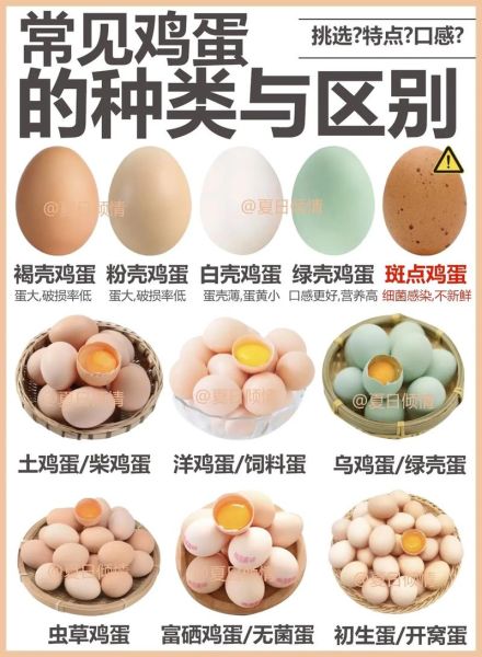 鸡蛋图片大全_鸡蛋品种怎么区分