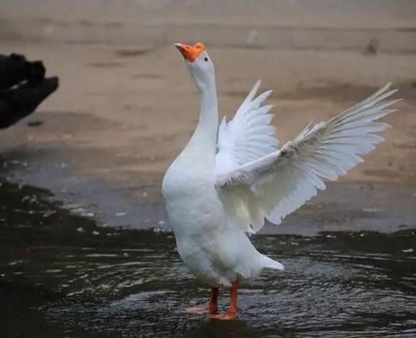 梦到大鹅是什么意思_梦到大鹅是吉兆吗