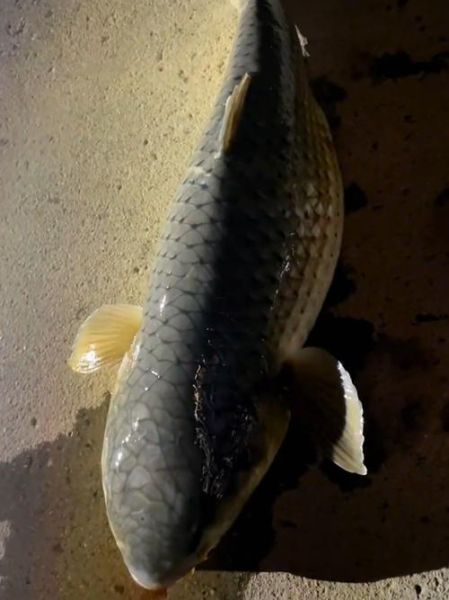 梦到黑色的鱼是什么意思_黑色鱼梦境解析