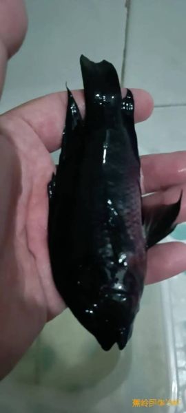 梦到黑色的鱼是什么意思_黑色鱼梦境解析