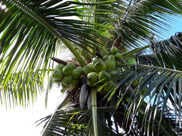椰子图片大全_如何挑选高清素材