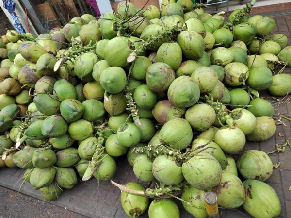 椰子图片大全_如何挑选高清素材