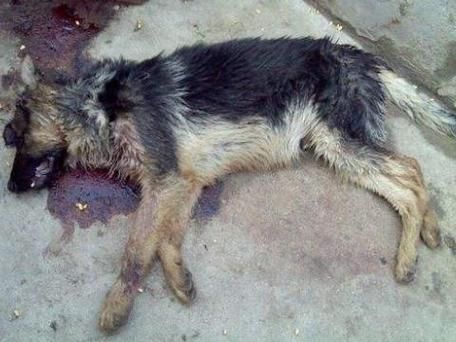 梦到小狗死了_怎么办