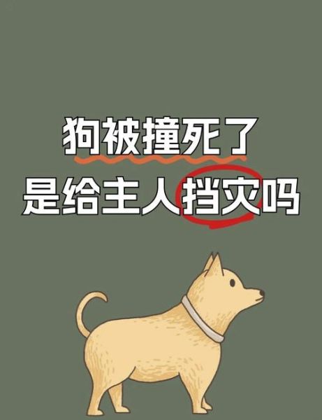 梦到小狗死了_怎么办