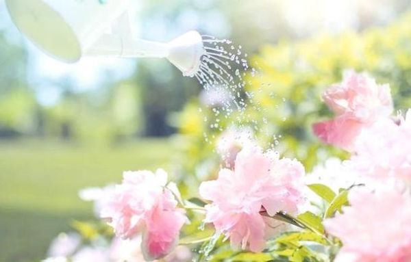 梦到鲜花盛开是什么意思_鲜花梦境解析