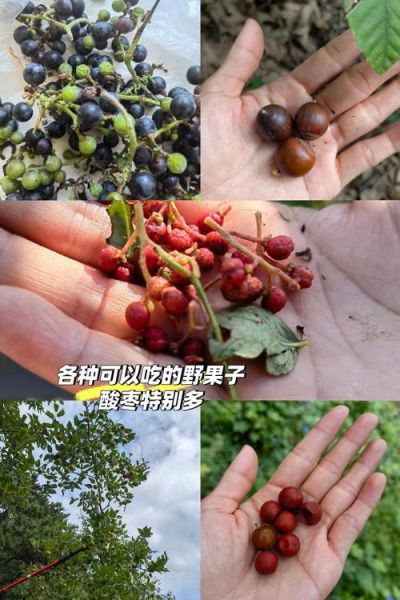 野果子图片与名称大全_哪些野果能吃