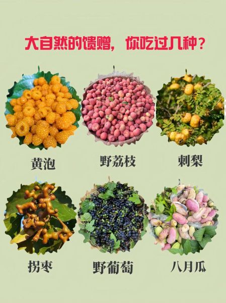 野果子图片与名称大全_哪些野果能吃