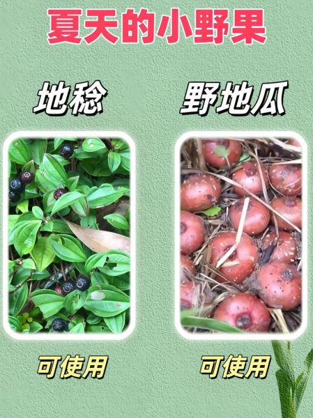 野果子图片与名称大全_哪些野果能吃