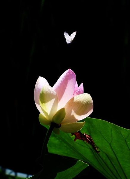 荷花蝴蝶图片大全大图_如何拍摄高清特写