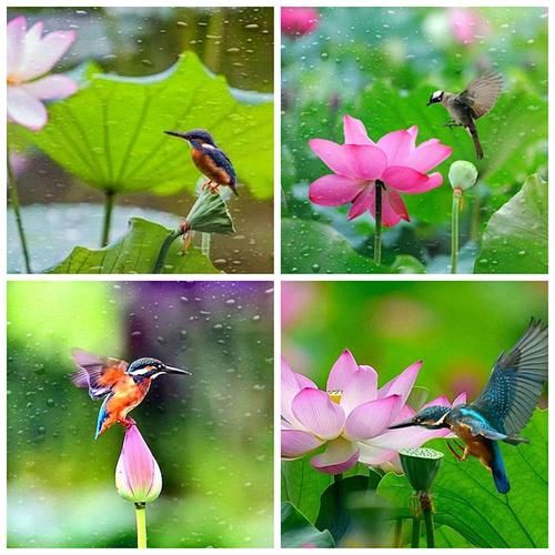 荷花蝴蝶图片大全大图_如何拍摄高清特写