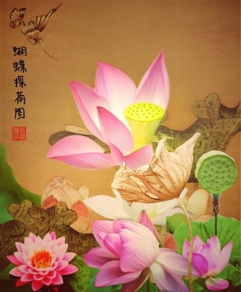 荷花蝴蝶图片大全大图_如何拍摄高清特写