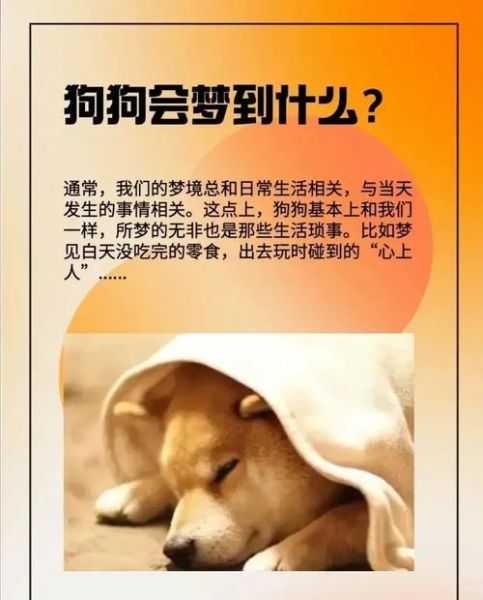 梦到追狗是什么意思_梦到追狗预示什么