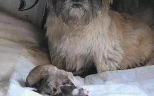 梦到追狗是什么意思_梦到追狗预示什么