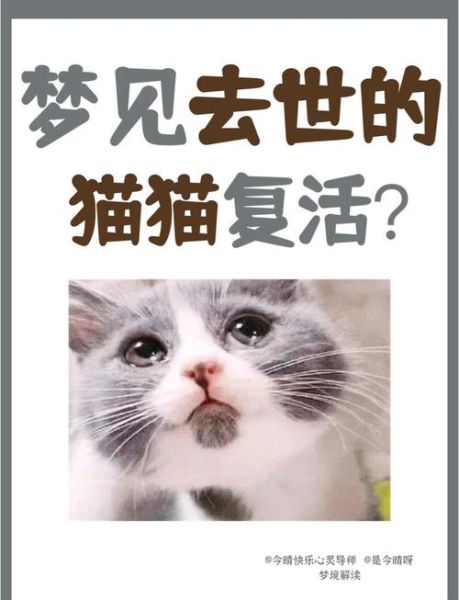 梦到猫好不好_梦见猫是什么意思