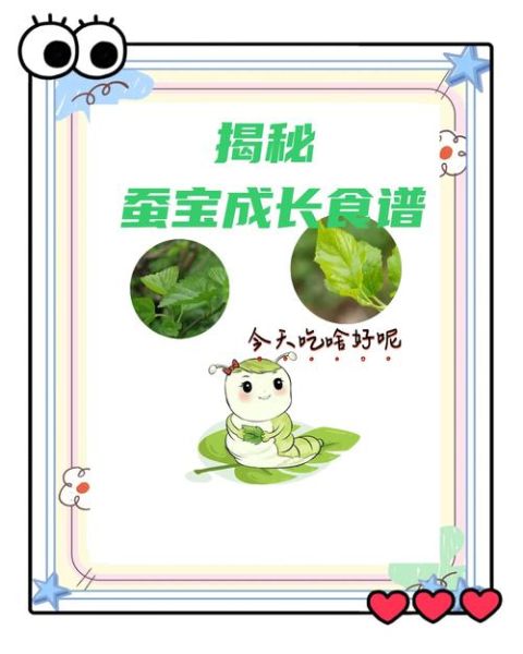 虫宝宝怎么养_虫宝宝吃什么