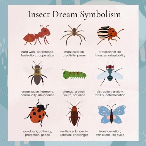 女人梦到动物是什么意思_女人梦见动物预示着什么