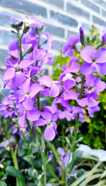 紫罗兰图片大全大图_如何挑选高清壁纸