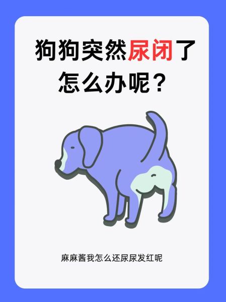 梦到狗尿是什么意思_如何化解