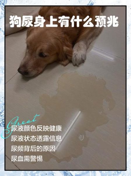 梦到狗尿是什么意思_如何化解