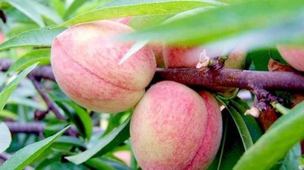 怀孕梦到桃子是什么意思_孕妇梦见桃子生男生女