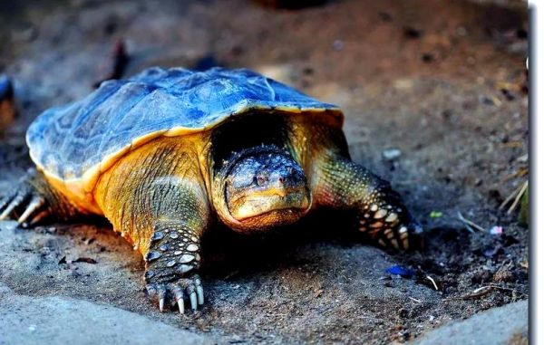 鳄龟图片大全大图_高清实拍哪里找