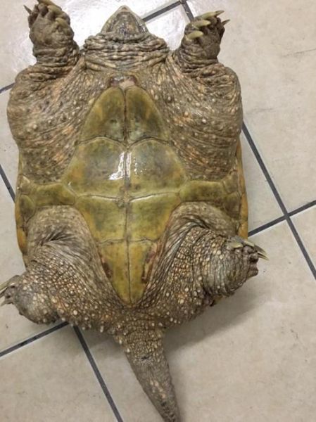 鳄龟图片大全大图_高清实拍哪里找