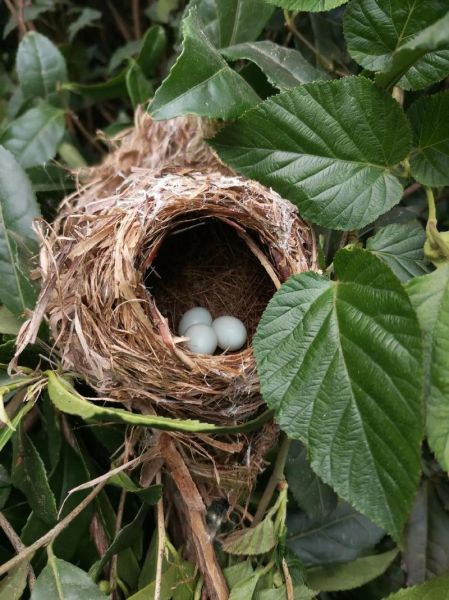 小鸟巢图片大全_如何辨别不同鸟巢