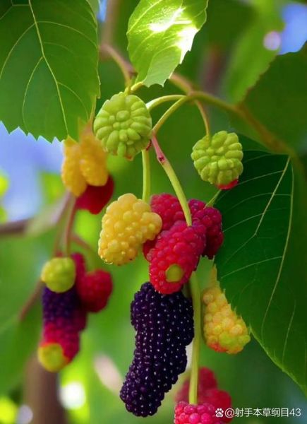 梦到桑椹是什么意思_桑椹在梦里代表什么