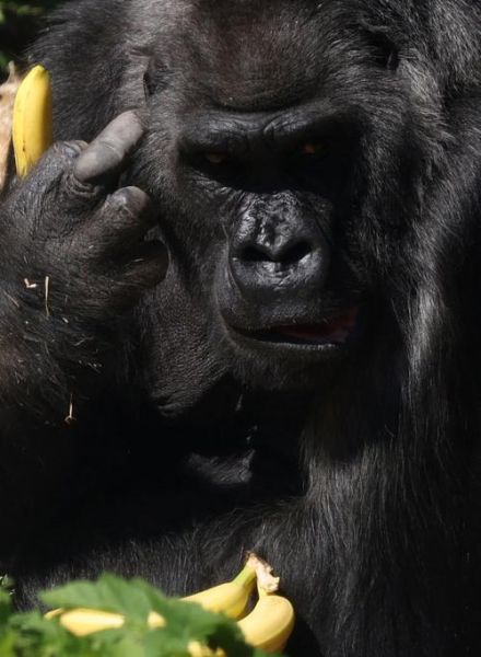 猩猩图片大全大图_如何免费下载高清猩猩照片