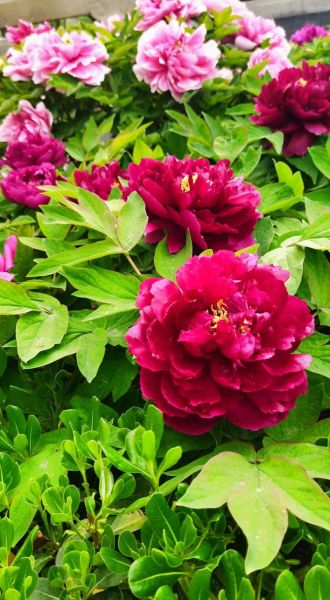 牡丹花图片大全大图高清图片_哪里可以下载