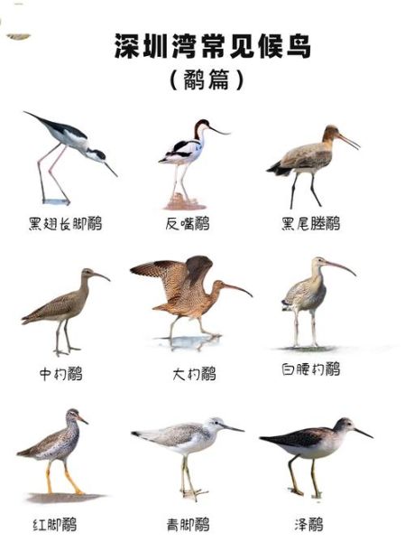 候鸟图片大全_如何分辨候鸟种类