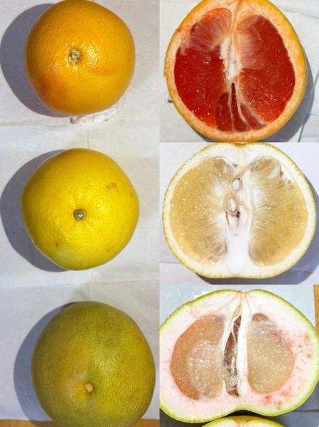 柚子图片大全_柚子品种怎么区分