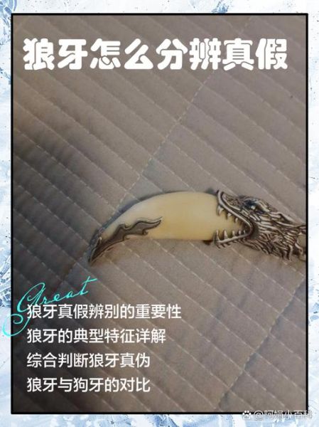 狼牙图片大全_狼牙吊坠真假怎么辨别