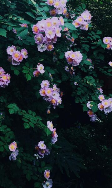 唯美花图片大全_如何拍出仙气感